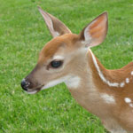 Bambi